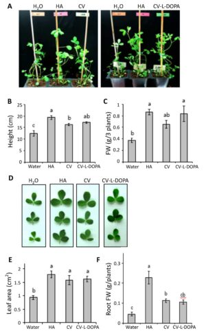 페놀계 중합체를 유효성분으로 포함하는 식물의 생장 촉진 및 바이오매스 증진용 조성물 및 이의 용도(Composition for promoting plant growth and increasing biomass comprising phenolic polymer as effective component and uses thereof)